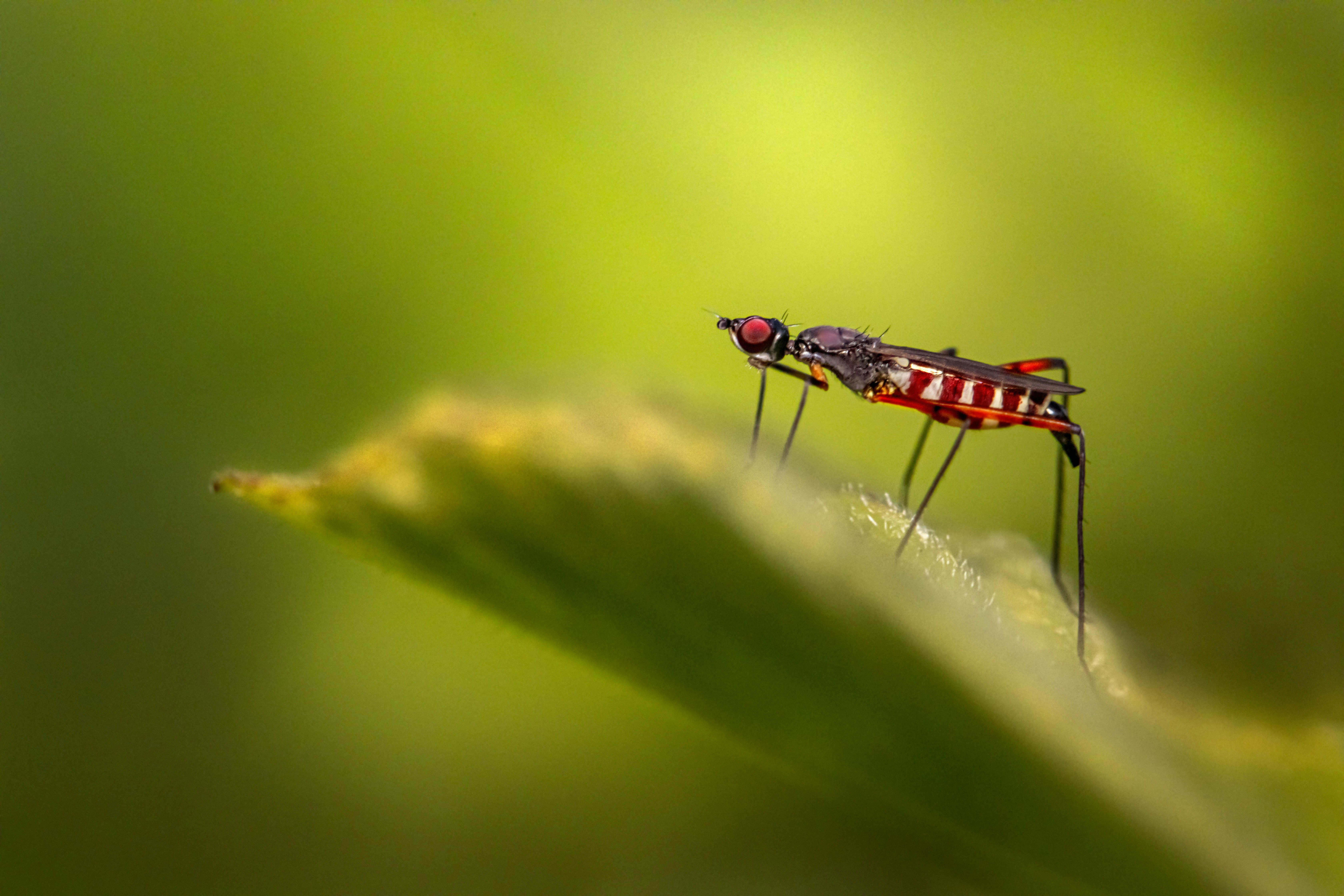Mosquito vetor — referência visual
